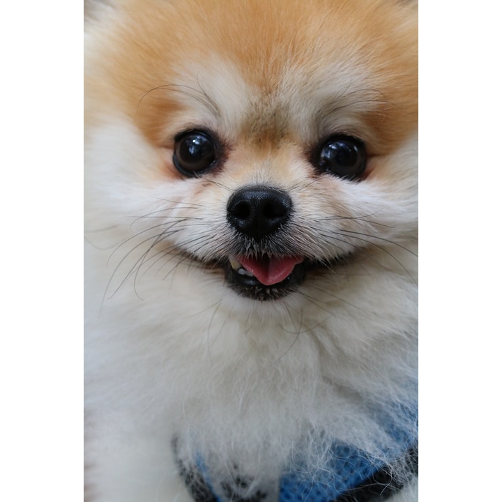 Doggy-1 Modified