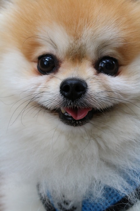 Doggy-1 Original